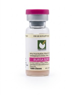 B2k Bursa 1000 Dose 