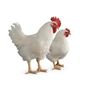 Broiler Cob Bird