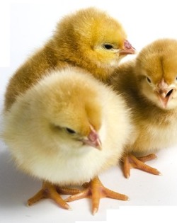 Cob Broiler Chiks Negotiable