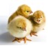Cob Broiler Chiks Negotiable