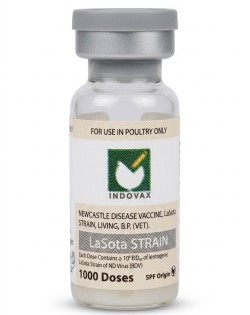 Lasota 1000 Dose 