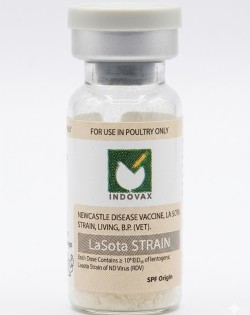 Lasota 200 dose 