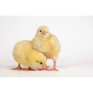 Non-Cob Broiler Chiks Nigotiable