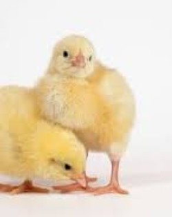 Non-Cob Broiler Chiks Nigotiable