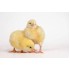 Non-Cob Broiler Chiks Nigotiable