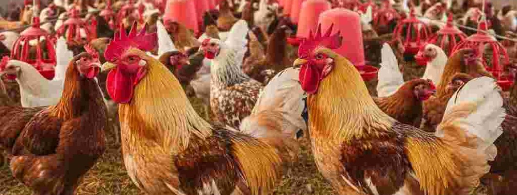 “गर्मी में Poultry Farm में Heat Stress से बचाव कैसे करें?”